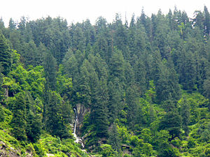 Picea smithiana forest. Around Vashist, Himach...