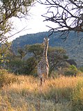 Miniatura para Sabana arbolada de África austral