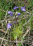 Tučnice balkánská (Pinguicula balcanica)[14]