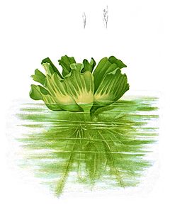 Description de l'image Pistia stratioites Blanco2.468-cropped.jpg.