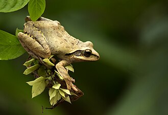 മുതുകുവശം