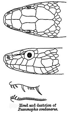 Description de l'image PsammophisCondanarusScales.jpg.