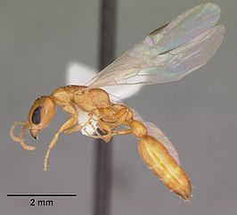 Pseudomyrmex pallidus