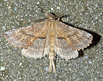 Pterostoma palpina – Oberseite