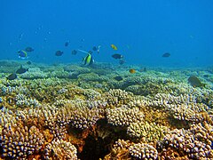 Le récif de corail frangeant à la Plage de Sakouli.