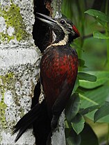 Red-backed flameback