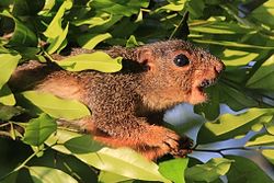 Red-legged sun squirrel (Heliosciurus rufobrachium) head.jpg