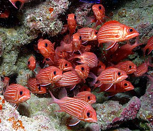 Many eyes provide a higher level of vigilance Red Fish at Papahanaumokuakea (cropped).jpg