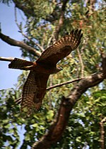 Young Red Goshawk