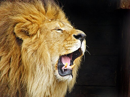 Roaring Lion Travis Jervey