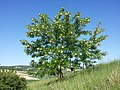 Robinia akacjowa.