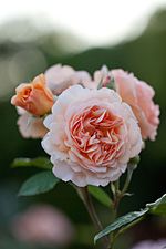 Miniatura para Rosa 'Charles Austin'