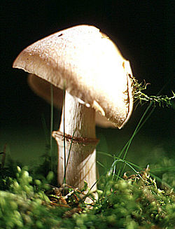 Kehnäsieni (Cortinarius caperatus)