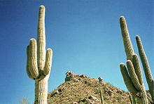 Saguaro cactus in Arizona.jpg