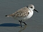 Sanderling