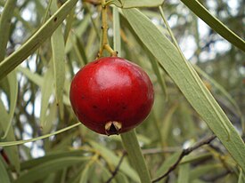 Santalum acuminatum -lajin hedelmä.