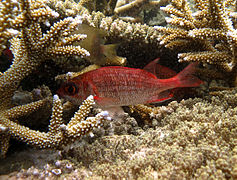 Un poisson-écureuil tacheté (Sargocentron punctatissimum)