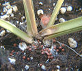 Sclerotium delphinii on Hosta.jpg