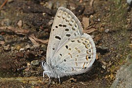 Icaricia shasta.