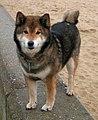 Shiba-Inu