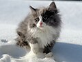 3 maanden oude blauw en witte kitten in de sneeuw