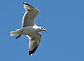 Larus argentatus