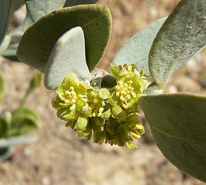 Close-up of male jojoba flowers.