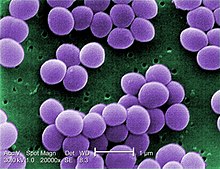 צילום החיידק Staphylococcus aureus באשכולות
