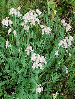 Paprastoji naktižiedė (Silene vulgaris)