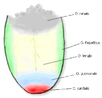 Cinco elementos (filosofia japonesa) – Wikipédia, a enciclopédia livre