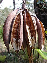 Several open banana-shaped seedpods hang down from an old flower spike. Within them a few beige seeds are still attached.