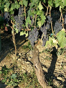 Tempranillo vine