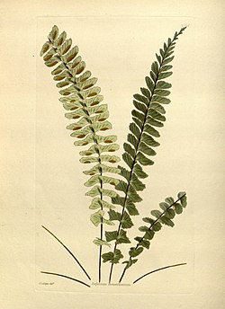 Kamparaunioinen (Asplenium monanthes)