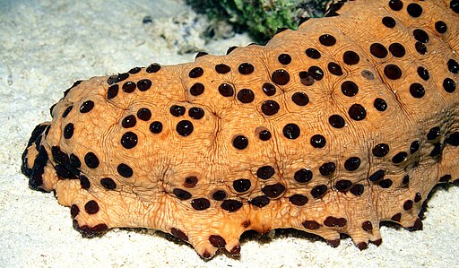 Three-Rowed Sea Cucumber