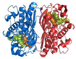 Thymidylate synthase 1HVY.png