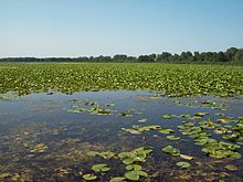 Tobico Marsh.jpg