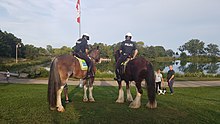 Members of the Toronto Police Service mounted unit. Toronto Police Services Mounted Unit 2018-09-17 06-02-27 (44698778462).jpg