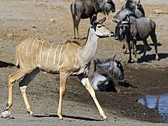 ♀ Голям куду