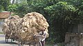 Transporting jute fibres by bicycle cart in Bangladesh