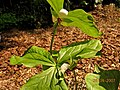 Trillium rugelii