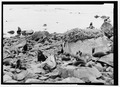 Sea lions at Gorbatch Rookery, Saint Paul Island, (Historic American Landscapes Survey, 2004)