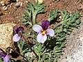 Viola beckwithii 5. jpg