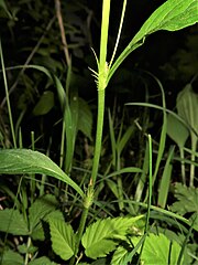 托葉は茎の両側に沿って立ち、披針形で、櫛の歯状に裂け、先は鋭くとがる