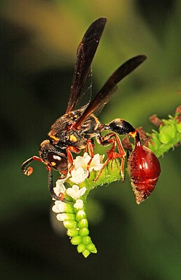 Zethus slossonae