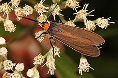 Description de l'image Yellow-collared Scape Moth - Cisseps fulvicollis, Meadowood Farm SRMA, Mason Neck, Virginia - 9741991806.jpg.