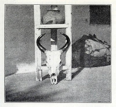 Skull and Horns of Cow