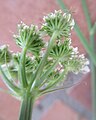 Inflorescence. Vue de dessous. Involucelles.