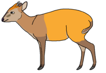 Weyns's duiker.