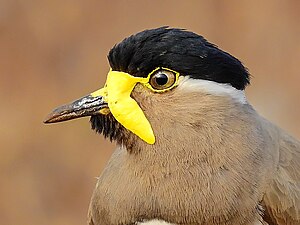 Close-up of Yellow-wattled lapwing