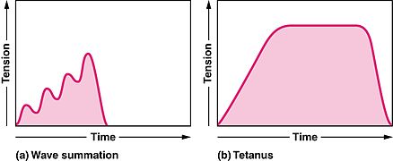 summation and tetanus